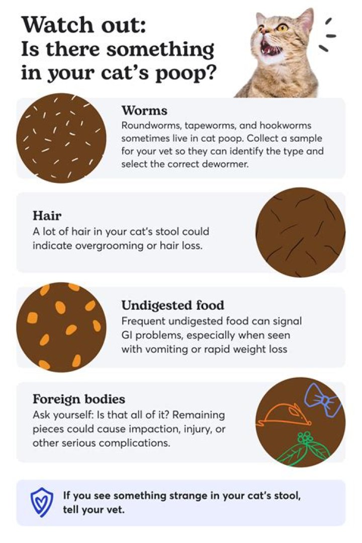 How much does a human poop a day?