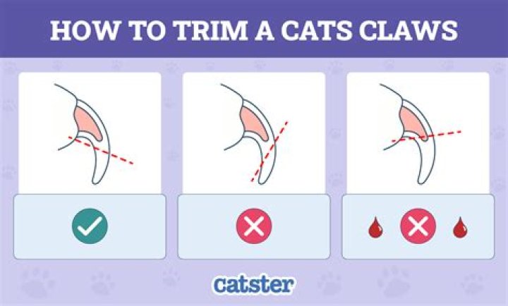 How much does it cost to have a cats claws clipped?