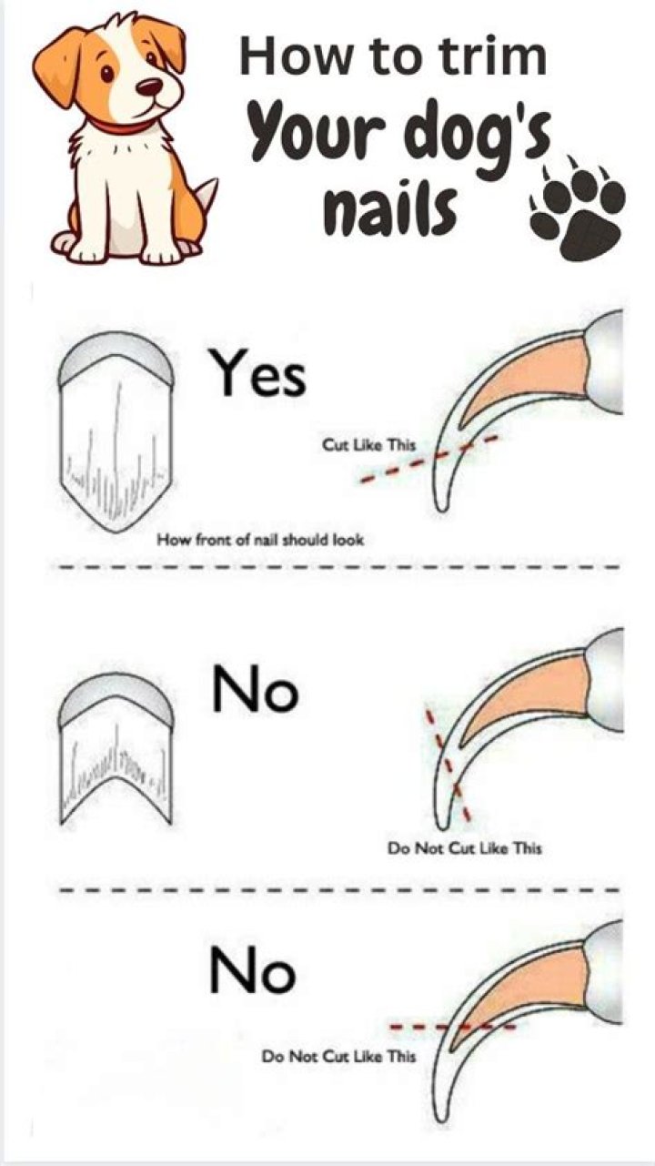 How much does it cost to sedate dog to cut nails?