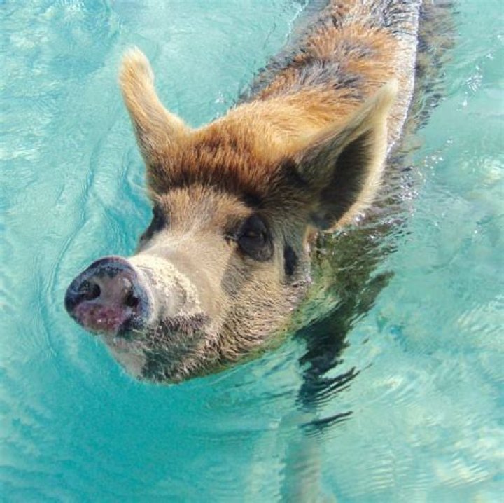 How much does it cost to swim with pigs in Bahamas?