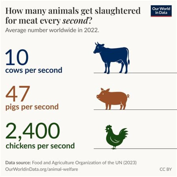 How much pain do animals feel when slaughtered?