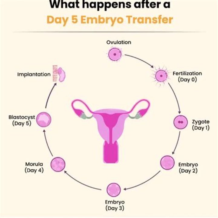 How much should you exercise after embryo transfer?