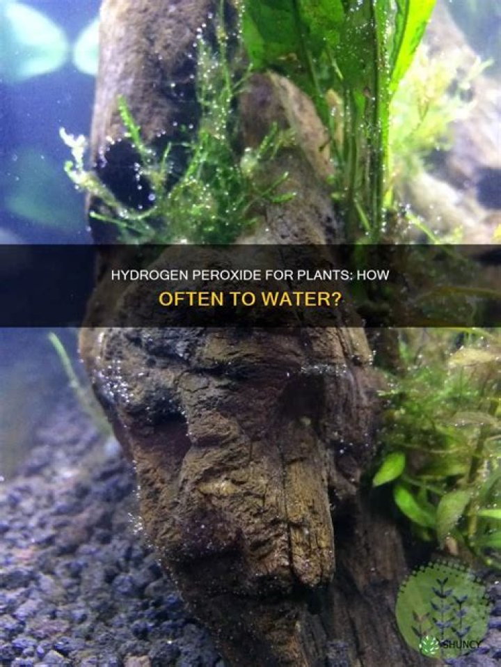 How often can I water my plants with hydrogen peroxide?