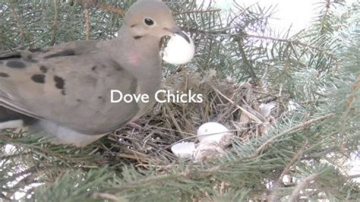 How often do doves lay eggs?