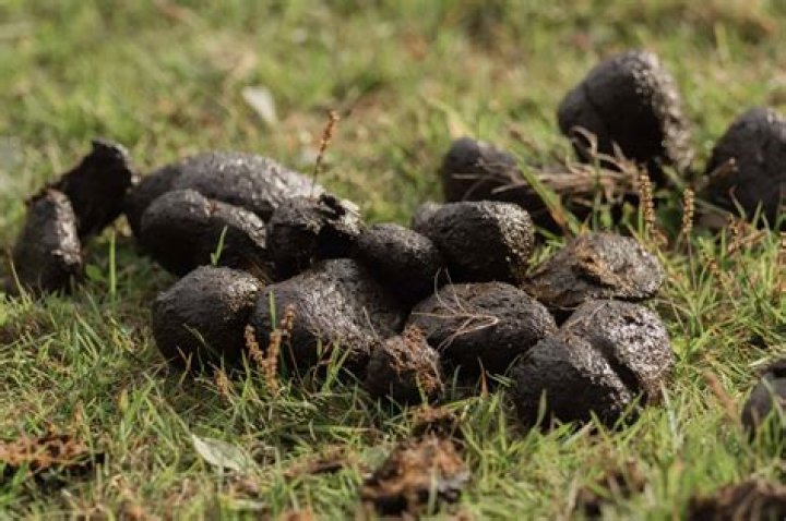 How often do pigs poop?