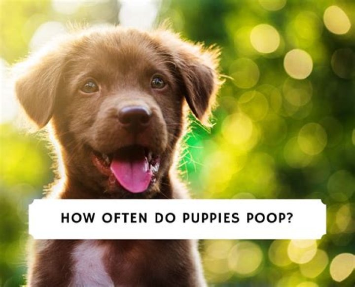 How often do puppies poop?