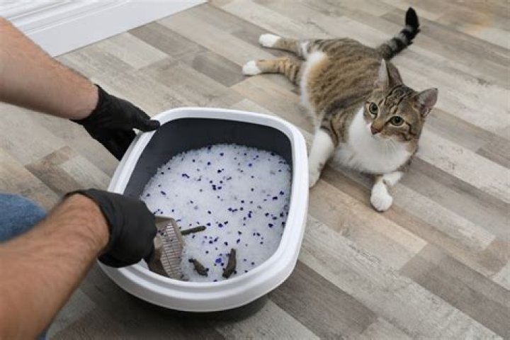 How often should cats get a bath?