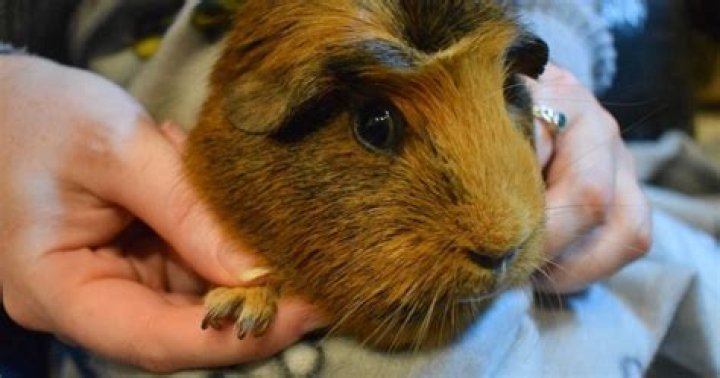 How often should I clip my guinea pig's nails?