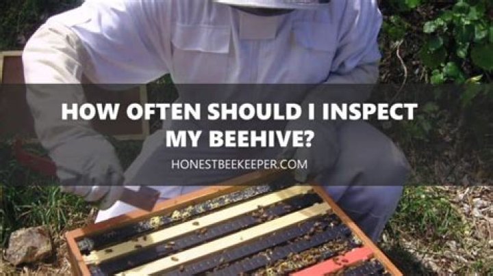 How often should I inspect my hive?