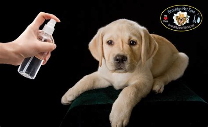 How often should I spray my dog with apple cider vinegar for yeast?