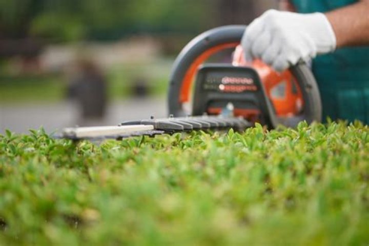 How often should you trim your bushes?