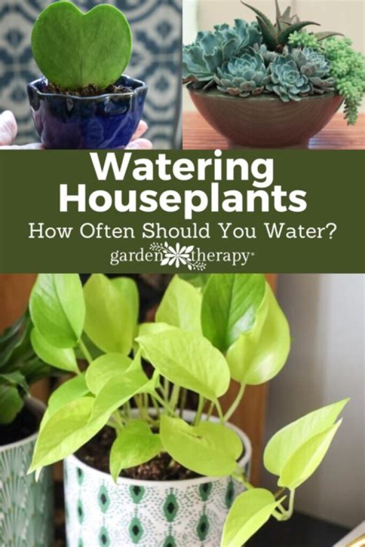 How often should you water indoor hanging plants?
