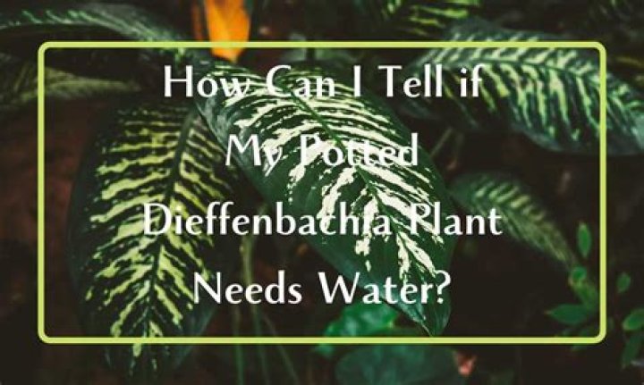 How often should you water potted plants?