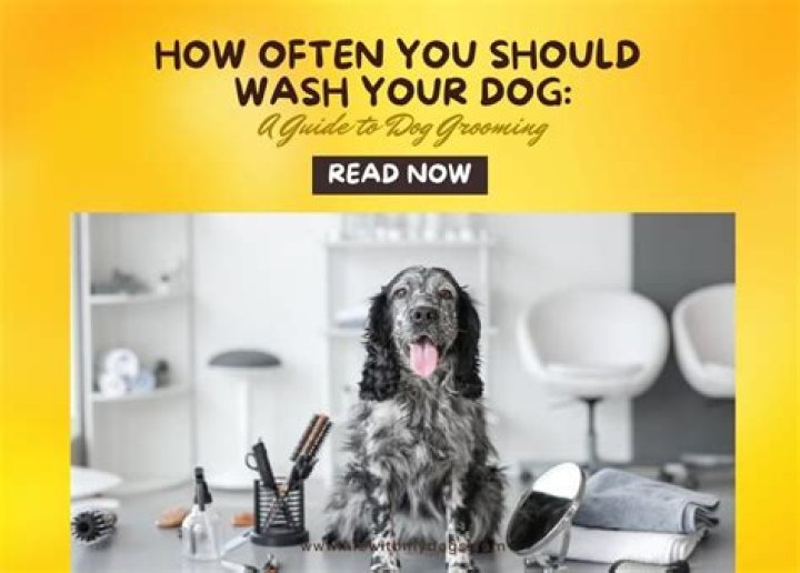 How often you should wash your dog?