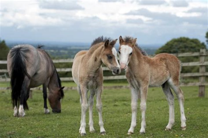 How old can mares have foals?