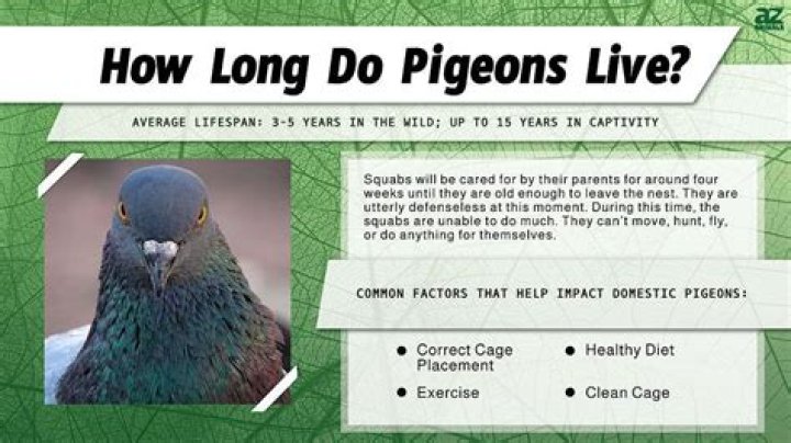 How old do pigeons live?