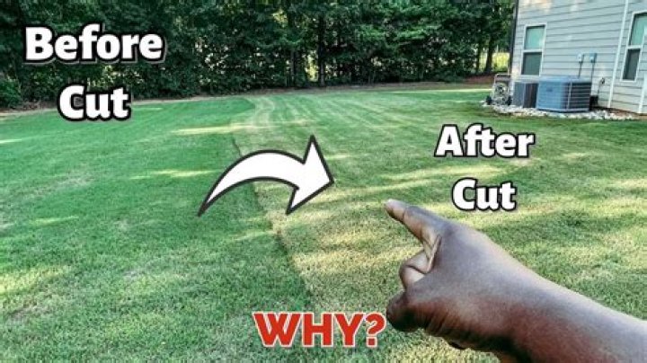 How short should I cut my grass in summer?