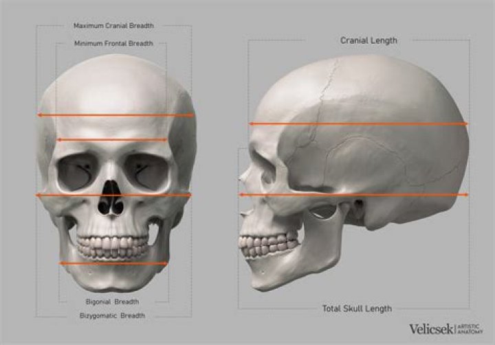 How thick is your skull bone?