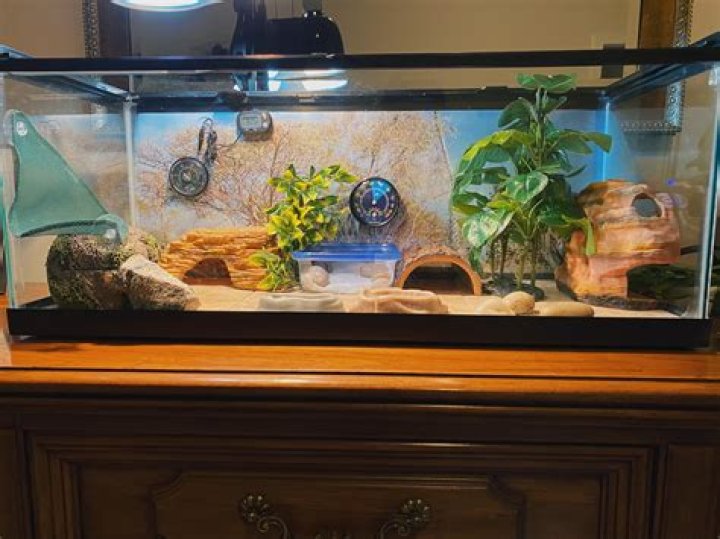 Is a 20-gallon long good for a hamster?