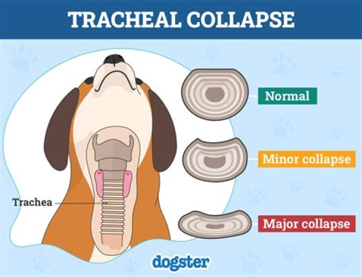 Is a dog with a collapsed trachea in pain?