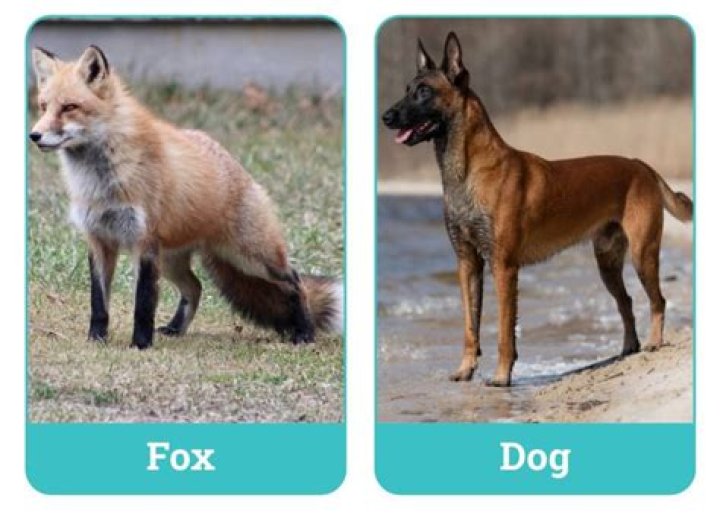 Is a fox a dog?
