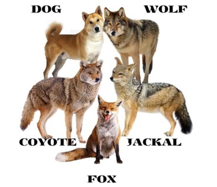 Is a fox a wolf?