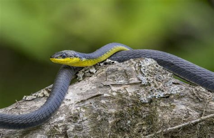 Is a golden tree snake poisonous?