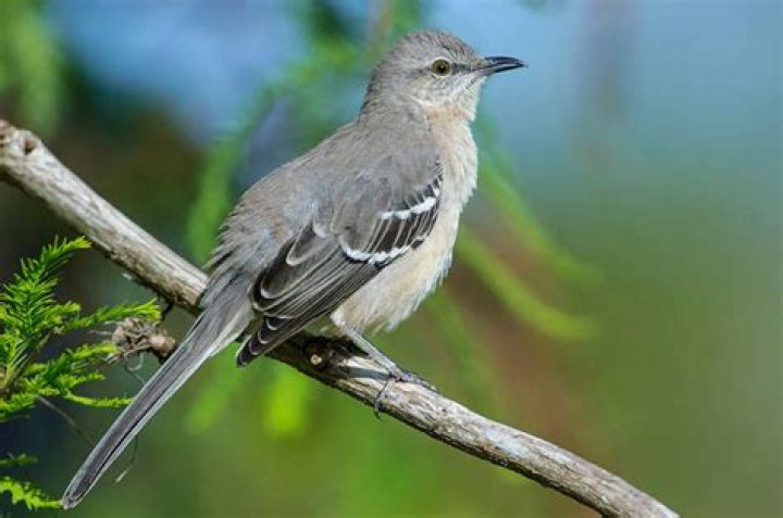 Is a mockingjay a real bird?