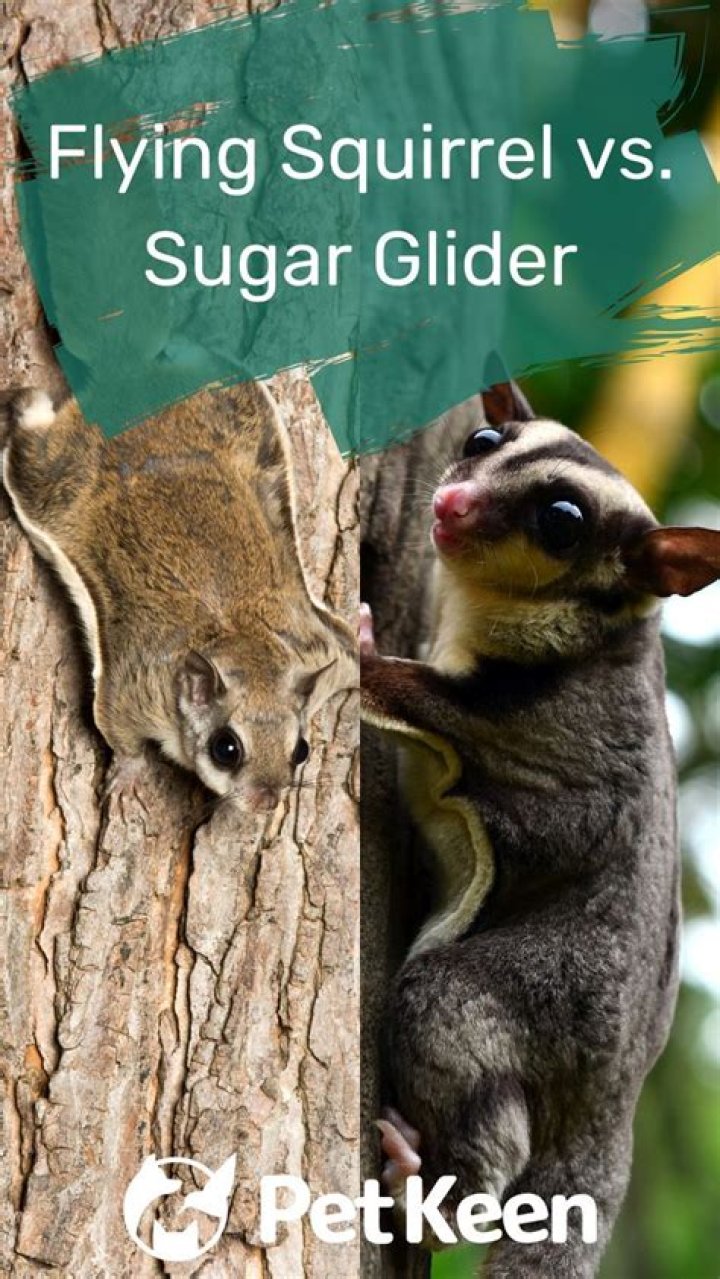 Is a sugar glider the same as a flying squirrel?