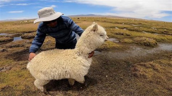 Is alpaca wool warm when wet?
