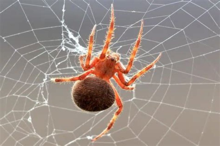 Is an orange spider poisonous?