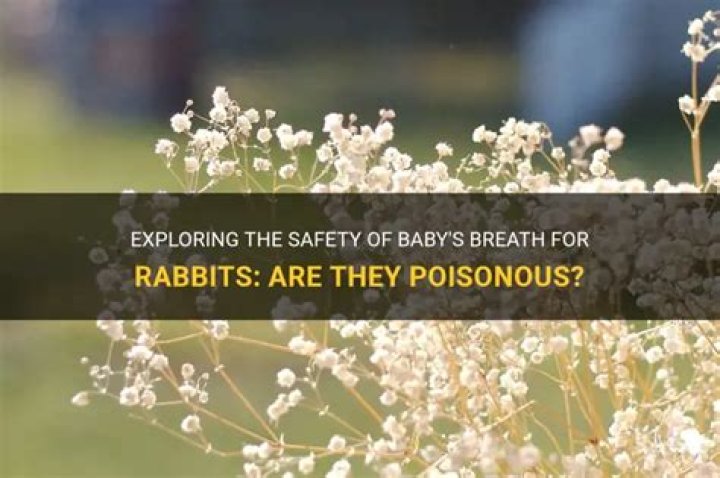 Is baby breath poisonous to humans?