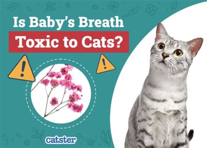 Is baby's breath toxic?