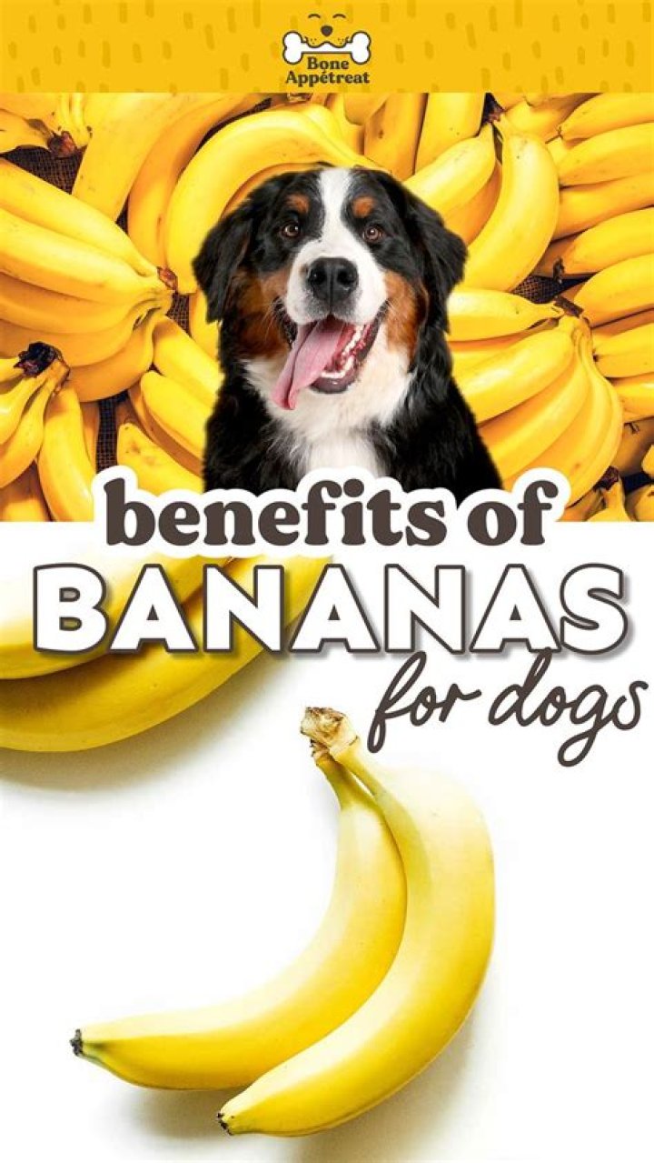 Is banana good for dogs?