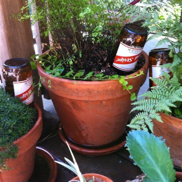 Is beer good for plants?