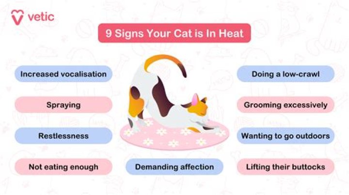 Is being in heat painful for cats?