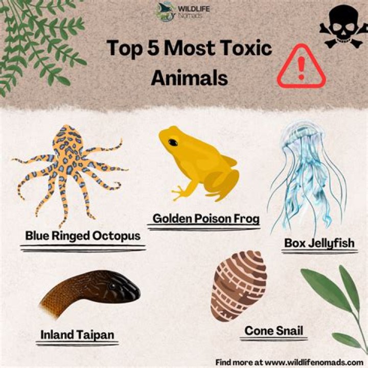 Is Bifen toxic to humans?