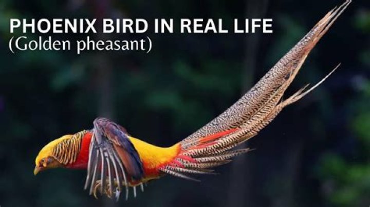 Is bird phoenix a Logia?