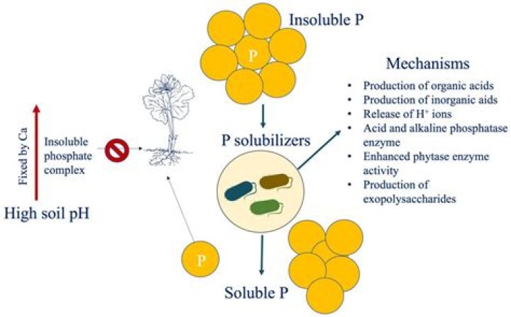 Is buffalo milk acidic or alkaline?