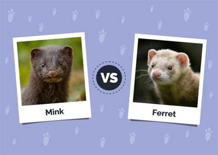 Is Carrot a mink?