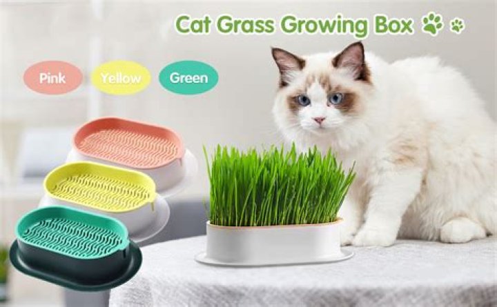 Is cat grass OK for cats with crystals?