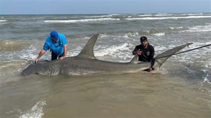 Is catching shark illegal in India?