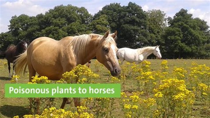 Is chocolate poisonous to horses?