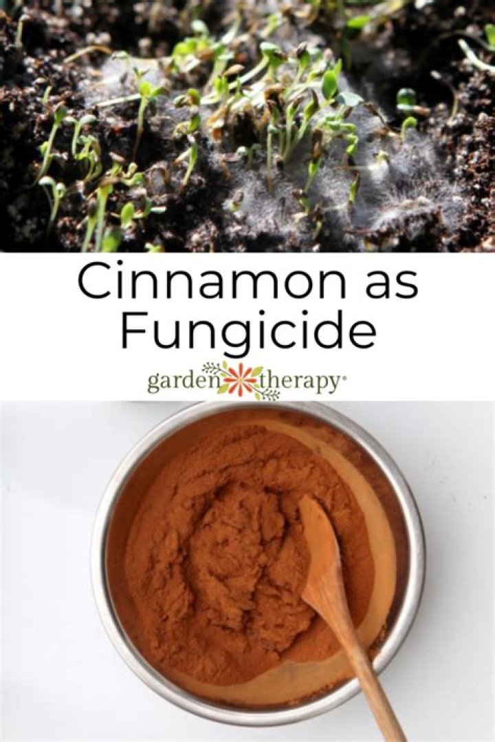 Is cinnamon a fungicide?