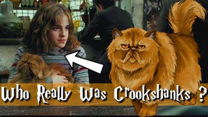 Is Crookshanks just a cat?
