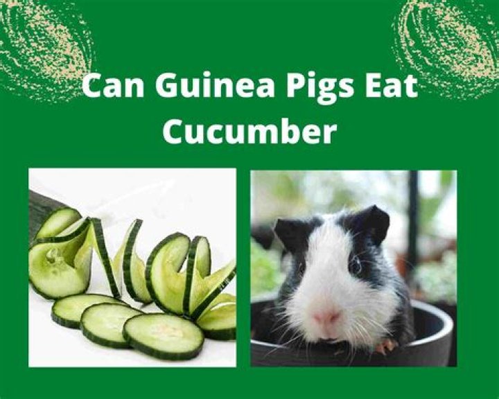 Is cucumber good for guinea pigs?