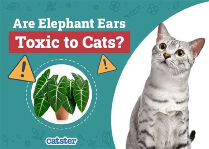 Is Elephant ear toxic to cats?
