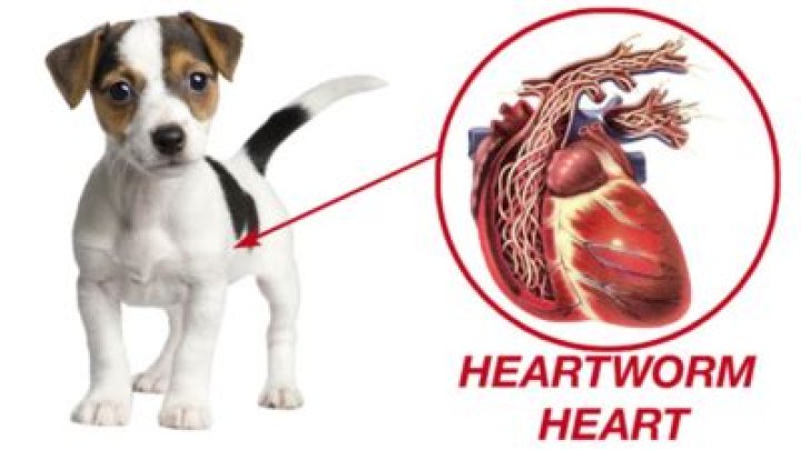 Is heartworm medication necessary?