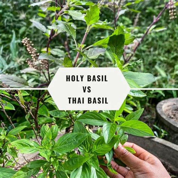 Is holy basil and tulsi the same thing?