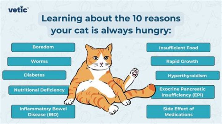 Is it common for cats to be stolen?